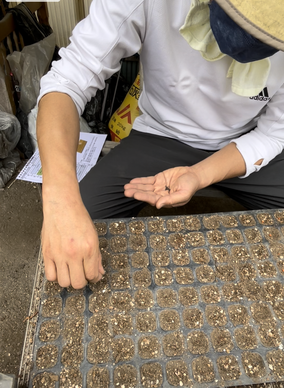植穴に種を一粒ずつ置いていく