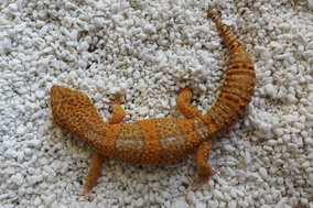 Stonewash Bell Albino von Venom Geckos