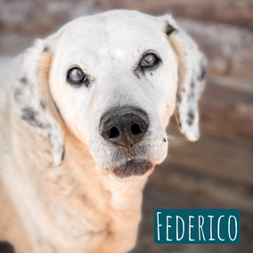 *2015 | 50cm | 17kg | Setter-Mix
