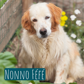 *2014 | 55cm | 20kg | Setter-Mix