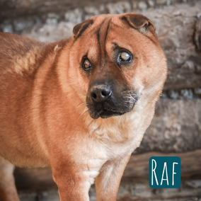 *2014 | 40cm | 13kg | Shar Pei