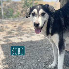 * 2022 | 65cm | 30kg | Husky-Mix