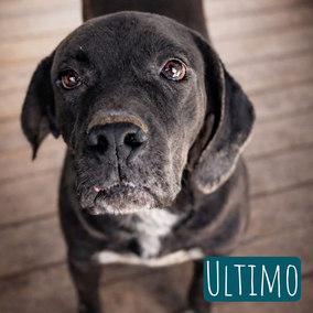 *2022 | 65cm | 35kg | Cane Corso-Mix