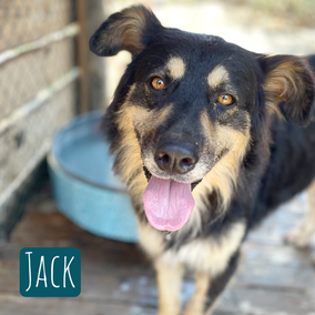 * 2018 | 65cm | 35kg | Schäferhund-Mix