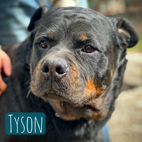 * 2019 | 70cm | 60kg | Rottweiler