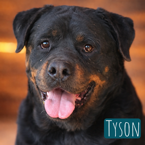 * 2019 | 70cm | 60kg | Rottweiler