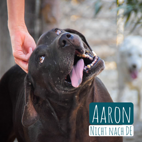 * 2016 | 65cm | 45kg | Pitbull-Mix
