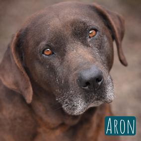 * 2016 | 65cm | 45kg | Pitbull-Mix