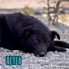 * 2019 | 60cm | 30kg | Schäferhund-Mix