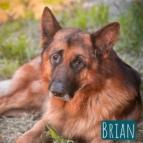 65cm | 35kg | Schäferhund