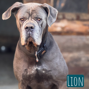 *2019 | 70cm | 50kg | Cane Corso