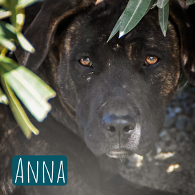 *2022 | 50cm | 25kg | Cane Corso-Mix