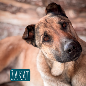 * 2022 | 65cm | 35kg | Malinois-Mix
