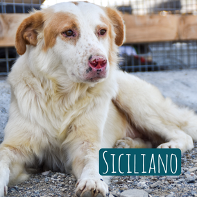 * 2018 | 55cm | 25kg | Mischling