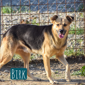 * 2018 | 55cm | 25kg | Schäferhund-Mix