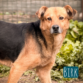 * 2018 | 55cm | 25kg | Schäferhund-Mix