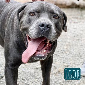 *2022 | 75cm | 60kg | Cane Corso