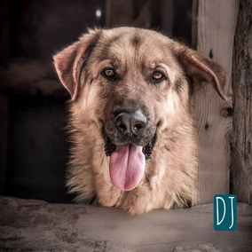 *2022 | 70cm | 40kg | Schäferhund-Mix