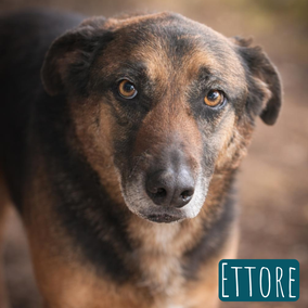 *2017 | 55cm | 30kg | Schäferhund-Mix