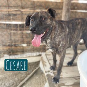 * 2021 | 70cm | 50kg | Cane Corso