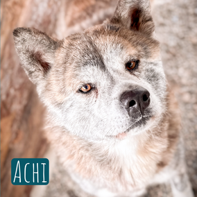 *2023 | 55cm | 25kg | Akita Inu