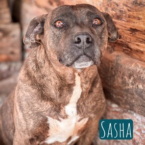*2015 | 50cm | 20kg | Pitbull-Mix