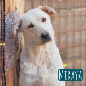 *2025 | 65cm | 35kg | Labrador-Mix