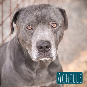 *2016 | 55-60cm | 30kg | Pitbull