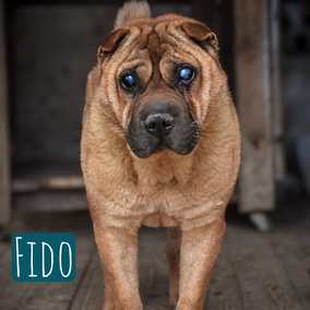 *2014 | 40cm | 13kg | Shar Pei