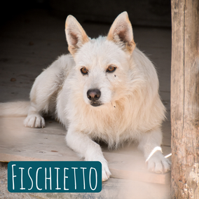 *2017 | 50cm | 20kg | Mischling