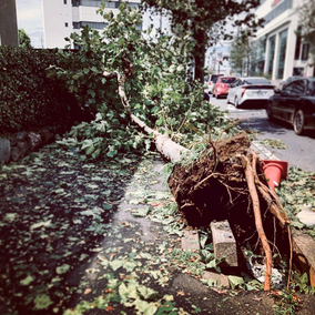 台風後の道写真