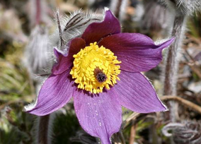Küchenschelle am Bodensee