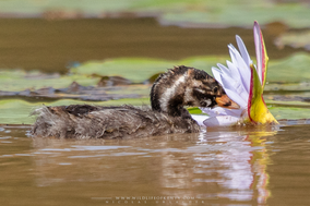 Little grebe, grèbe castagneux, zampullin comun, nakuru, birds of kenya, wildlife of kenya