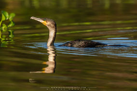 white-breasted cormorant, great cormorrant, cormoran à poitrine blanche, cormoran grande, Nicolas Urlacher, wildlife of Kenya, birds of Kenya, birds of africa