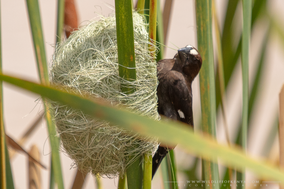 thick-billed weaver, Amblyospiza albifrons, grosbeak weaver, Amblyospize à front blanc, tejedor picogordo, birds of kenya, wildlife of kenya