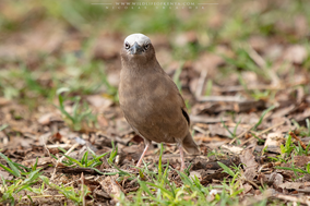 grey-capped social weaver, gre-headed social weaver, républicain d'Arnaud, tejedor social de arnaud, birds of kenya, wildlife of kenya