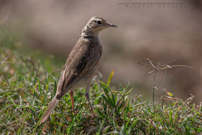 plain-backed pipit, pipit à dos uni, bisbita liso, birds of kenya, wildlife of kenya