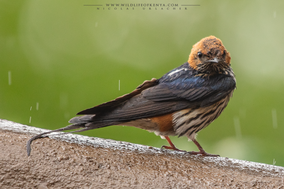 lesser striped swallow, hirondelle striée, golondrina abisinia, Nicolas Urlacher, wildlife of kenya