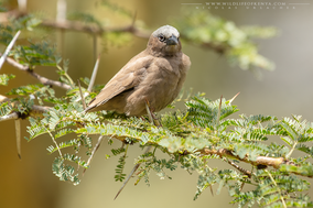 grey-capped social weaver, gre-headed social weaver, républicain d'Arnaud, tejedor social de arnaud, birds of kenya, wildlife of kenya