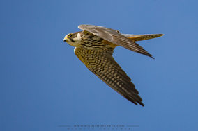 Eurasian hobby, Falco subbuteo, faucon hobbereau, alcotan europeo, birds of prey of kenya