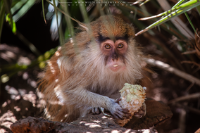 patas monkey, patas, mono patas, wildlife of kenya, monkeys of Kenya, Nicolas Urlacher