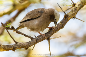 grey-capped social weaver, gre-headed social weaver, républicain d'Arnaud, tejedor social de arnaud, birds of kenya, wildlife of kenya