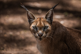 caracal, wildlife of kenya