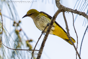 African golden oriole (Oriolus auratus), African oriole, birds of kenya, wildlife of kenya