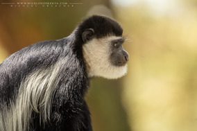 mantled guereza, Colobus guereza, black-and-white colobus, colobe noir et blanc, colobo, Nicolas Urlacher, monkey, singe, wildlife of kenya, monkeys of kenya