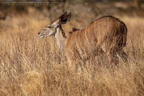 greater kudu, grand koudou, kudu mayor, Samburu national reserve, wildlife of kenya, Nicolas Urlacher