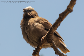 grey-capped social weaver, gre-headed social weaver, républicain d'Arnaud, tejedor social de arnaud, birds of kenya, wildlife of kenya