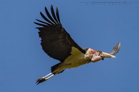 marabou stork, marabout d'afrique, marabu africano, Nicolas Urlacher, wildlife of kenya, birds of kenya, birds of africa, waders
