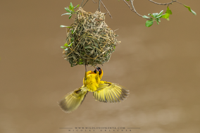 black-headed weaver, tisserin à tête noire, tejedor cabecinegro, birds of Kenya, wildlife of Kenya