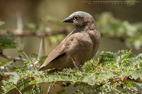 grey-capped social weaver, gre-headed social weaver, républicain d'Arnaud, tejedor social de arnaud, birds of kenya, wildlife of kenya